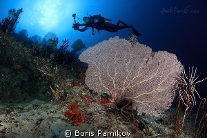 Cartoon diver over sea fans in Kuda Rah Thila - South Ari... by Boris Pamikov 